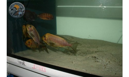 Petrochromis Tropheus Quarantaine